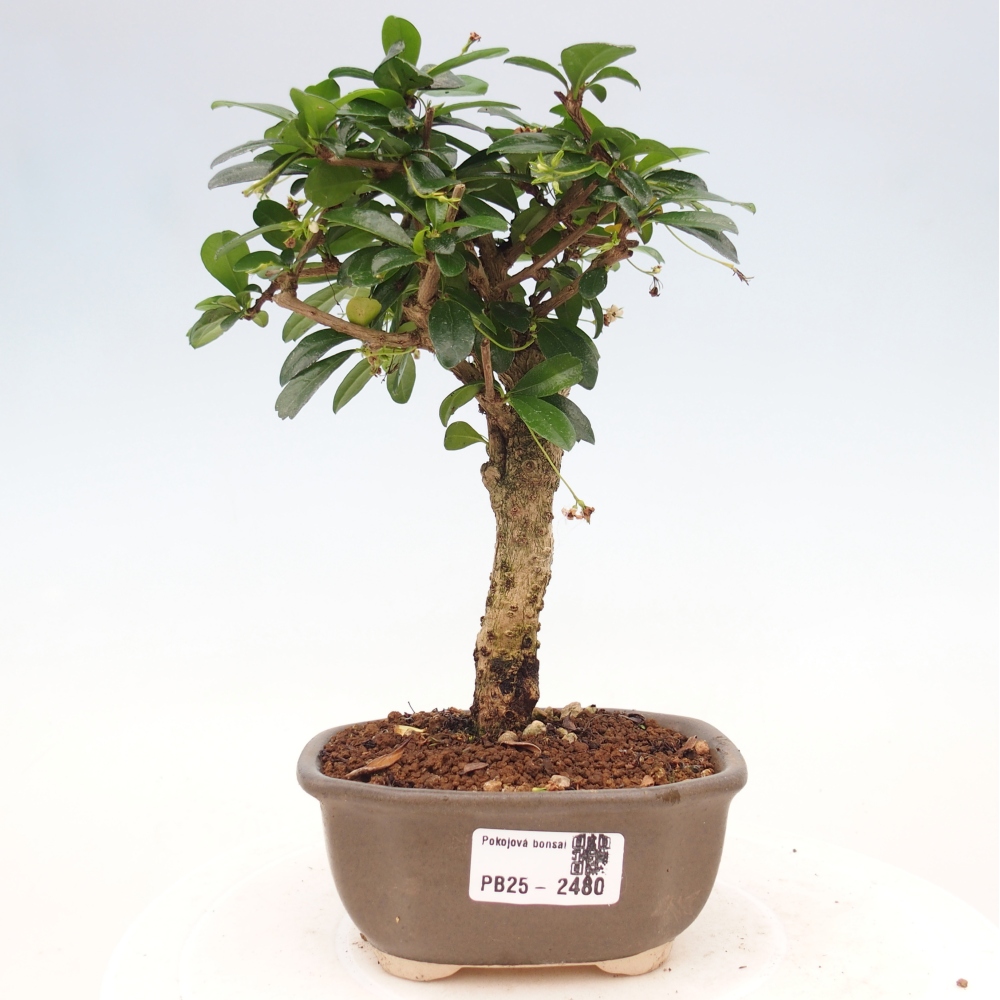 Bonsai wewnętrzne - Carmona makrophylla - Herbata Fuki
