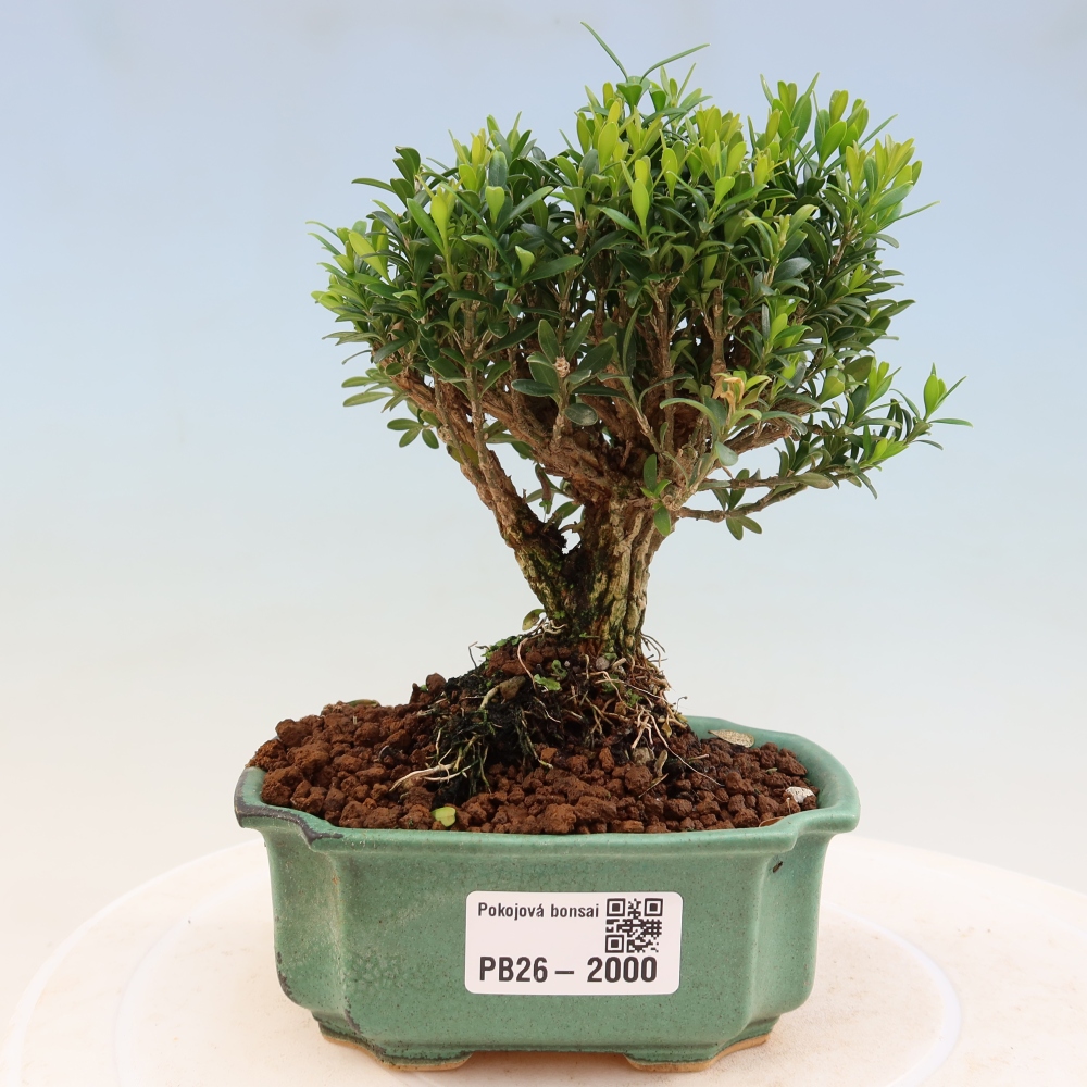 Pokój bonsai - Buxus harlandii - buxus korkowy