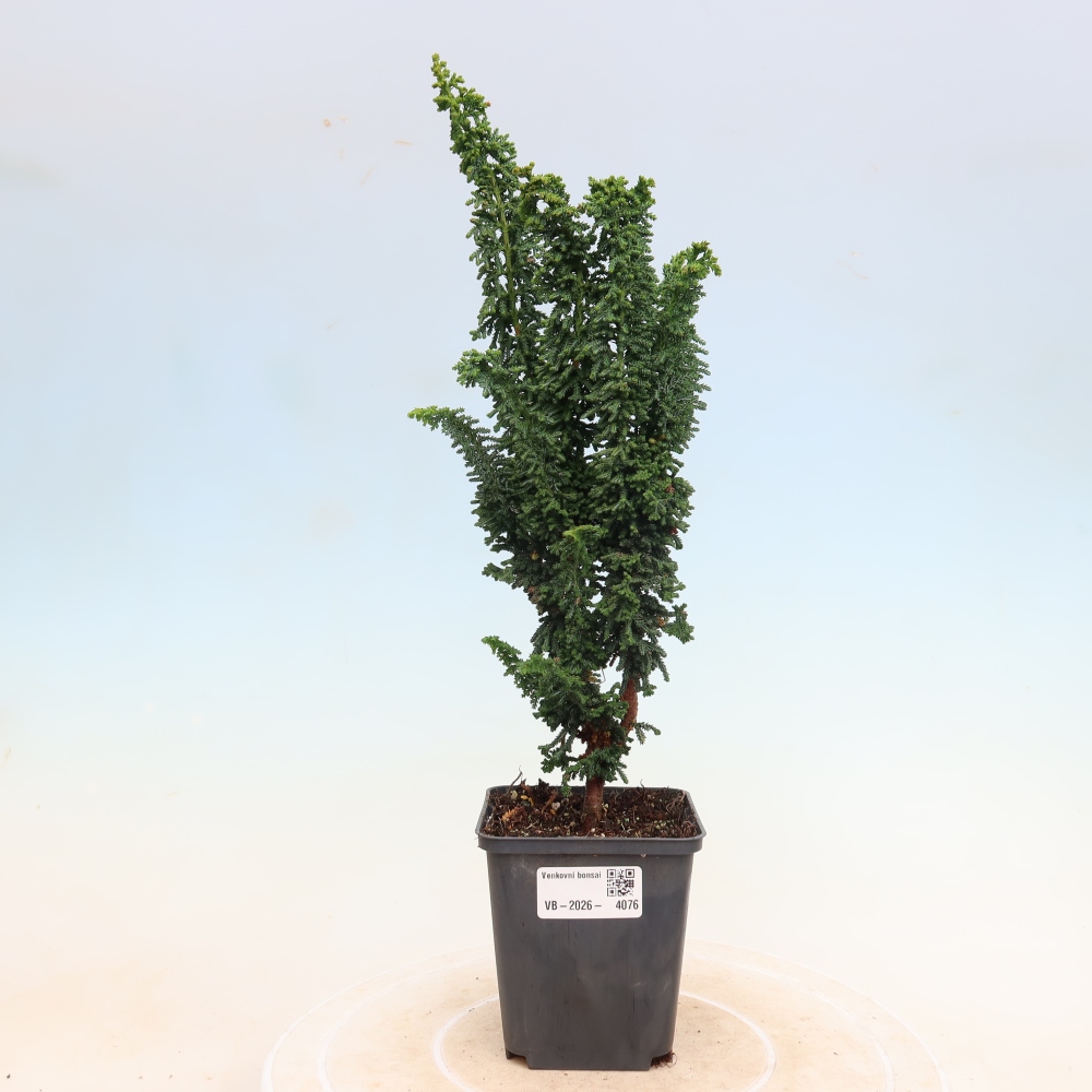 Bonsai zewnętrzne - Cham. obtusa SEKKA HINOKI - Cyprys