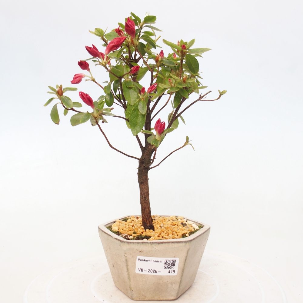 Outdoor bonsai - Azalia japońska - Azalea sp.