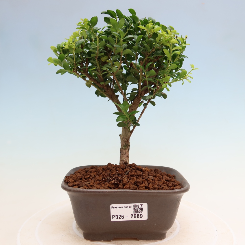 Pokój bonsai - Ilex crenata - Ostrokrzew