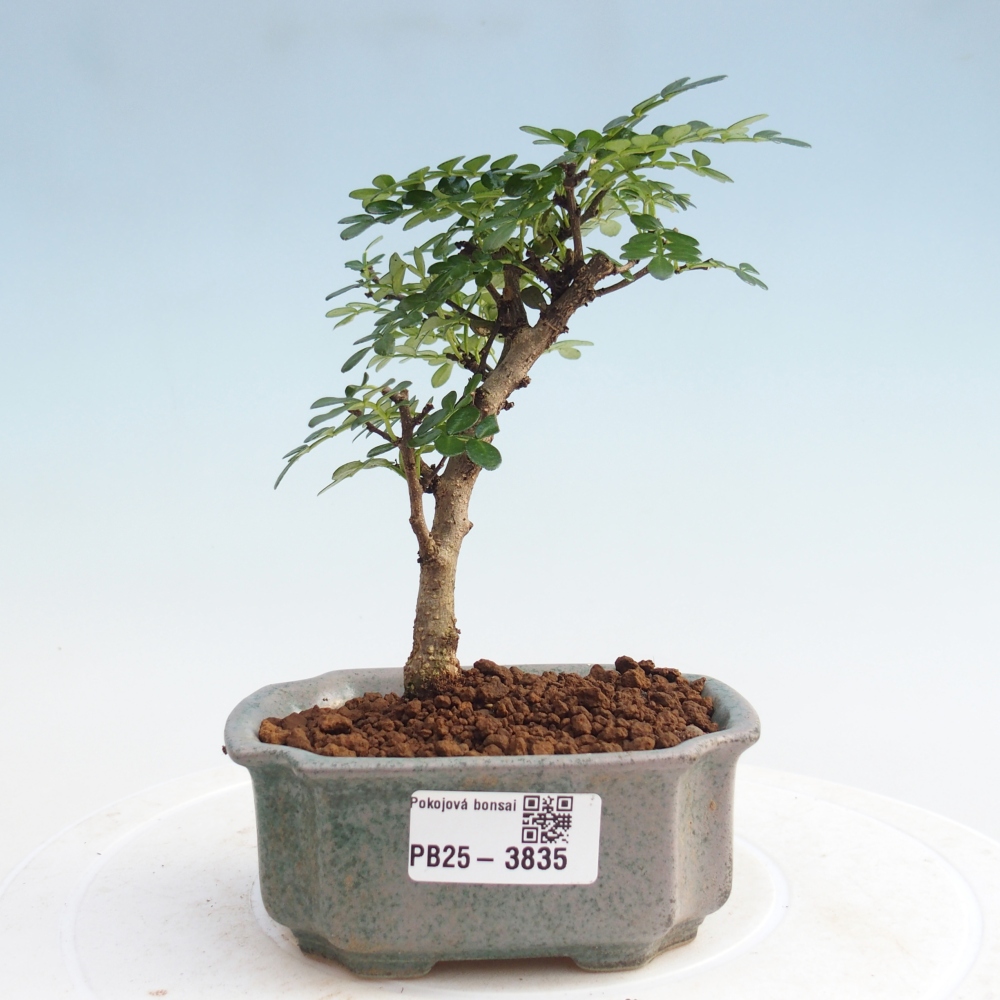 Pokój bonsai - Zantoxylum piperitum - Drzewo pieprzowe PB220935