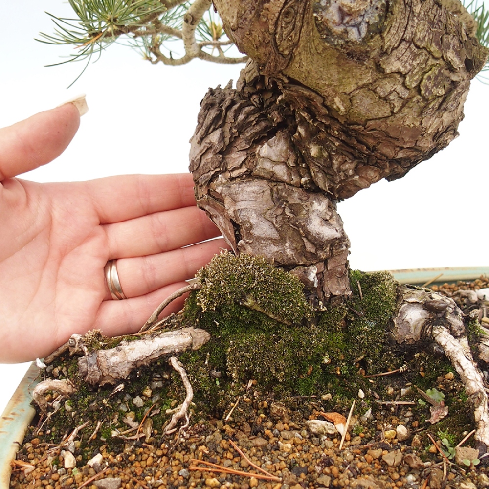 Outdoor bonsai - Pinus parviflora - Pinus parviflora