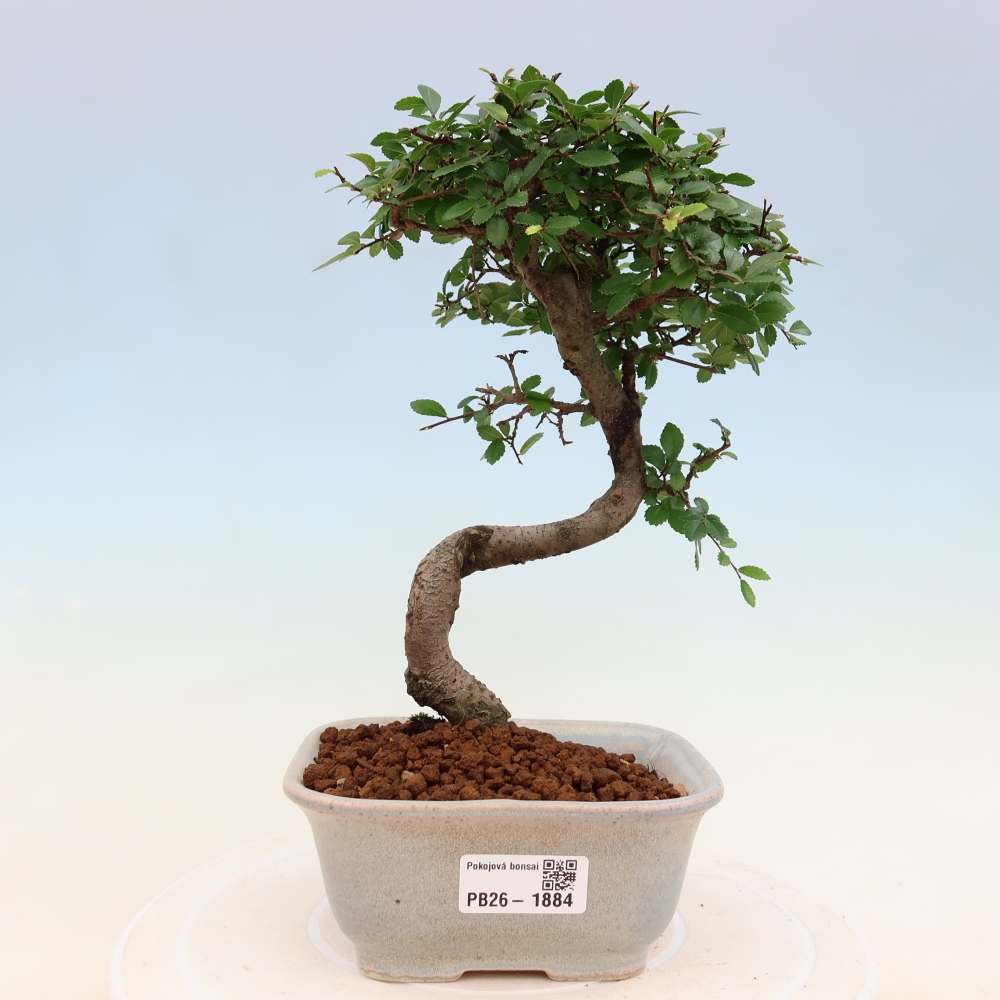 Pokój bonsai - Ulmus parvifolia - Wiąz drobnolistny