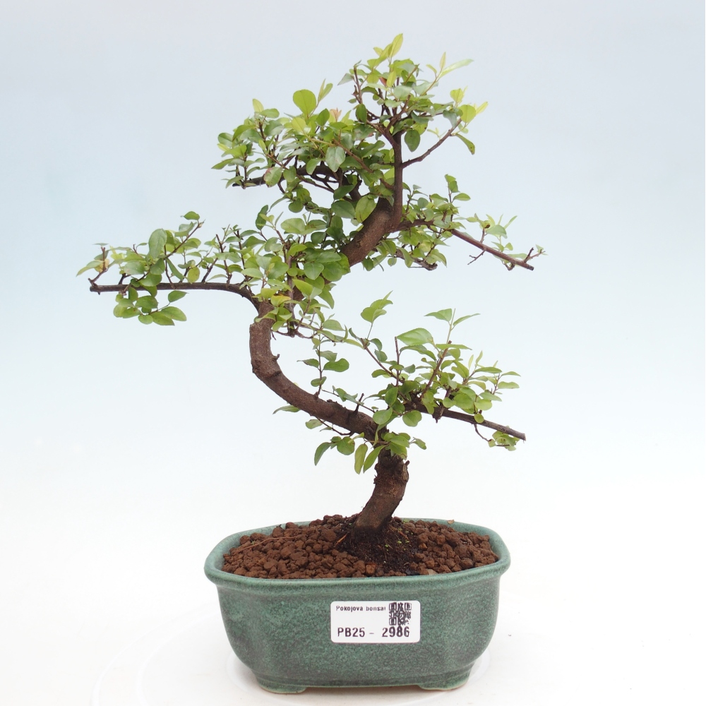Bonsai wewnętrzne - Sagerécie thea - Sagerécie thea
