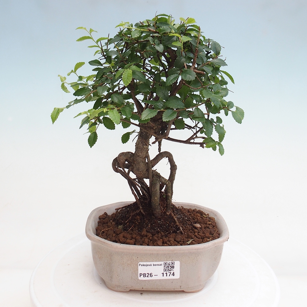Pokój bonsai - Ulmus parvifolia - Wiąz drobnolistny