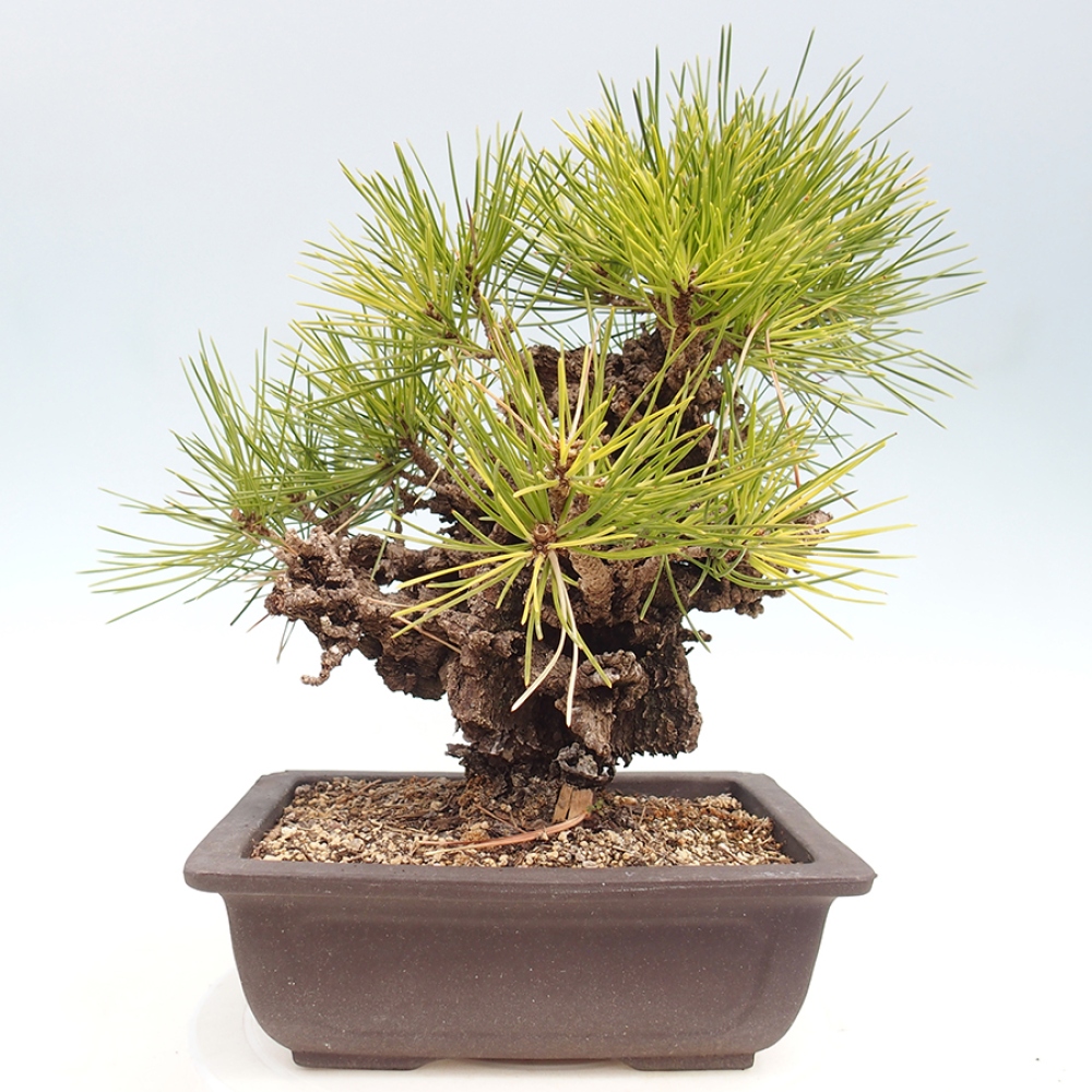 Outdoor bonsai - Pinus thunbergii - sosna Thunberga