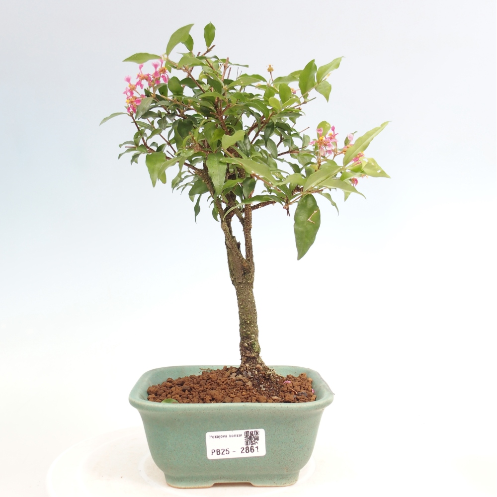 Bonsai pokojowe - Malpighia coccigera - Wiśnia Barbdorska