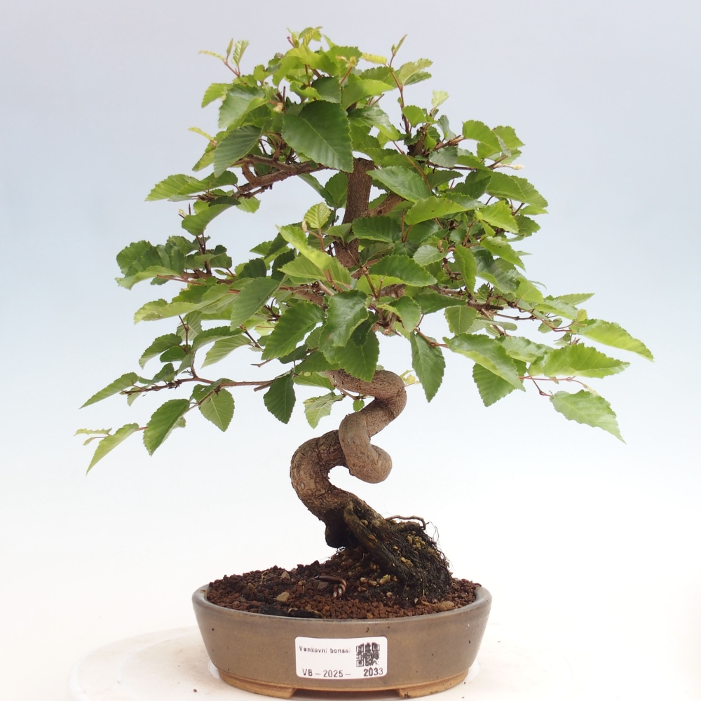 Bonsai zewnętrzne -Carpinus CARPINOIDES - grab koreański
