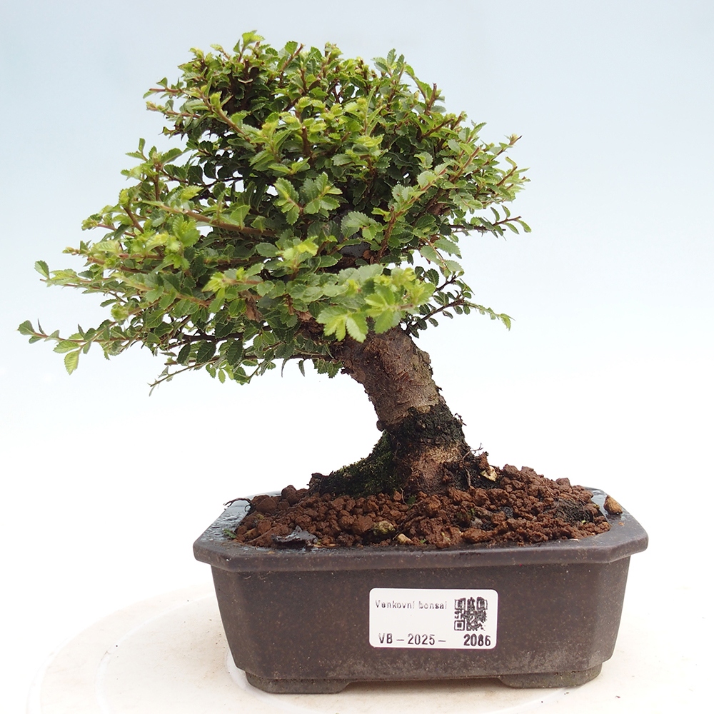 Bonsai zewnętrzne - Ulmus parvifolia Hokkaido - wiąz chiński