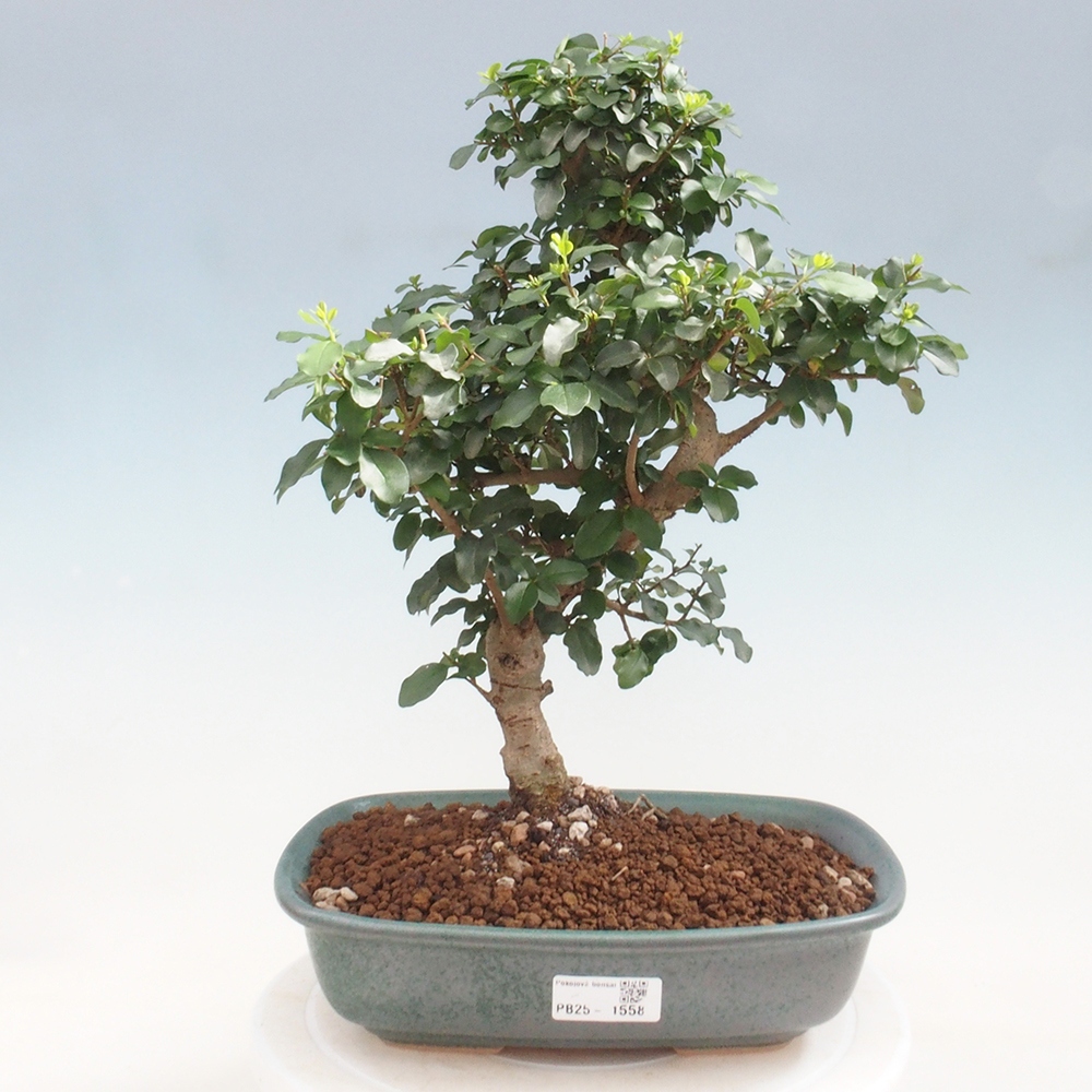 Pokój bonsai -Ligustrum chinensis - Ptasie oko