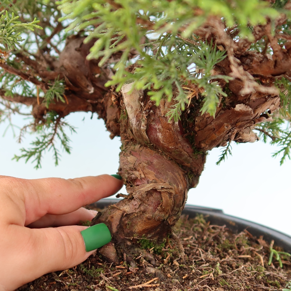Bonsai ogrodowe – Juniperus chinensis Itoigawa – jałowiec chiński
