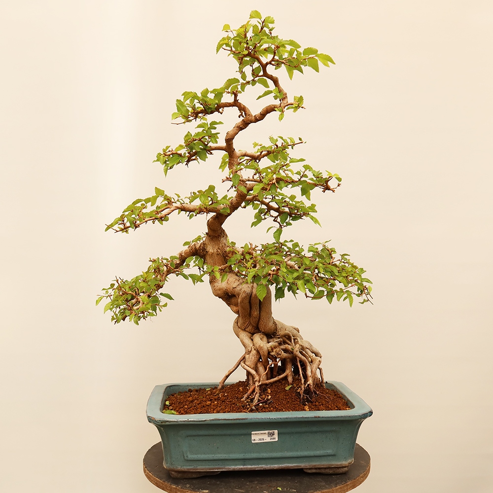 Bonsai plenerowe - Carpinus Coreana - grab koreański