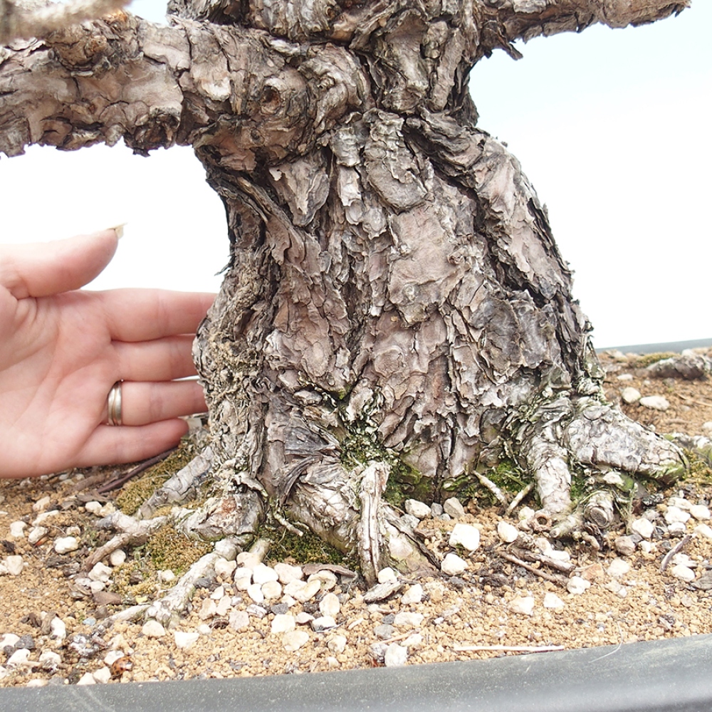Outdoor bonsai - Pinus thunbergii - sosna Thunberga