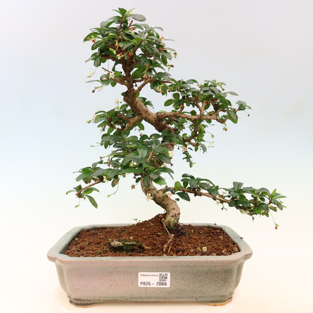 Bonsai pokojowe - Carmona macrophylla - Tea fuki