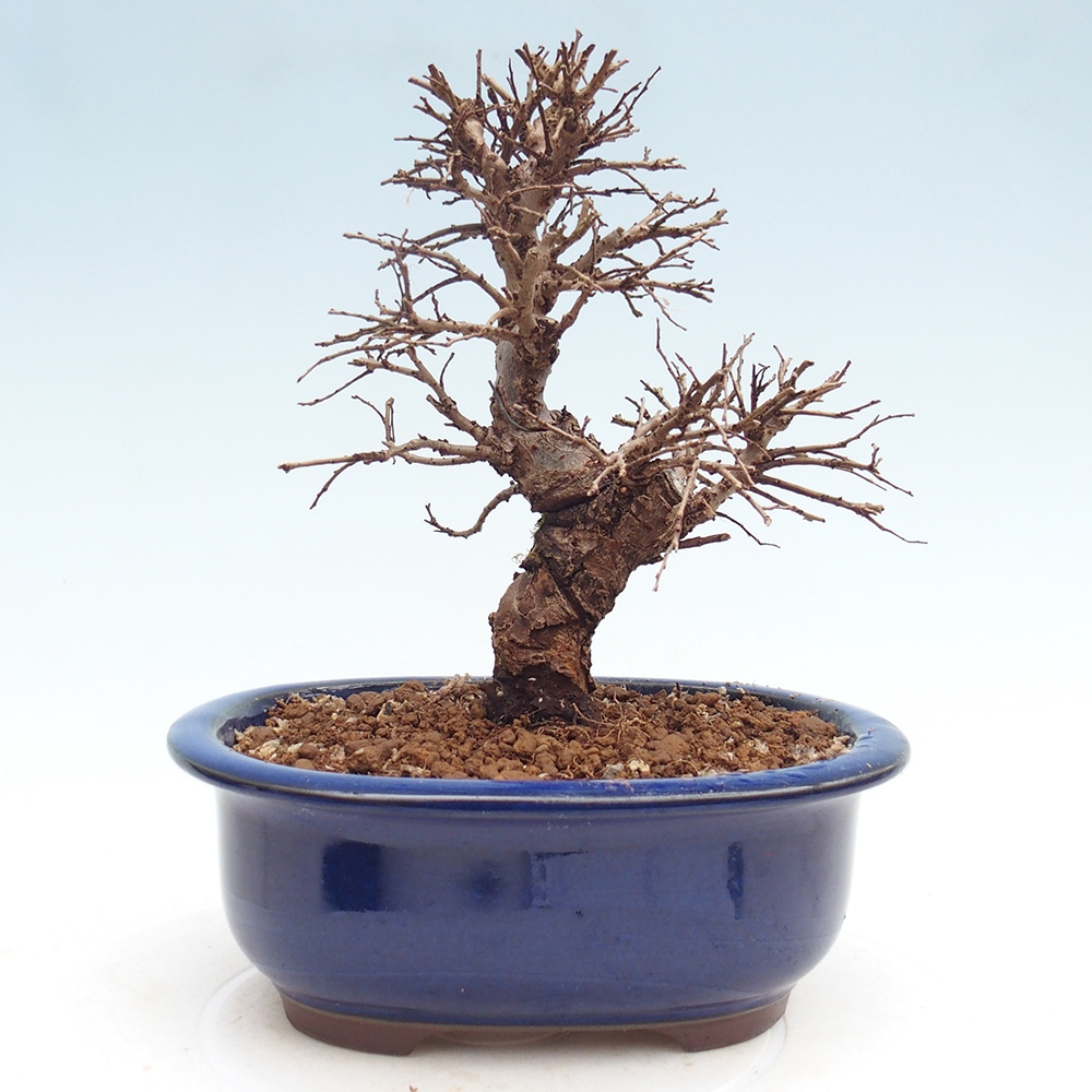 Bonsai zewnętrzne - Zelkova - Zelkova NIRE