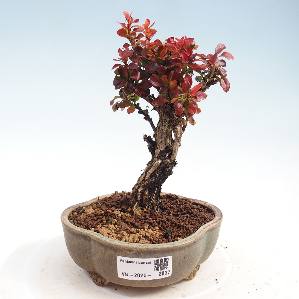 Bonsai zewnętrzne - Berberis Thunbergii Bagatelle