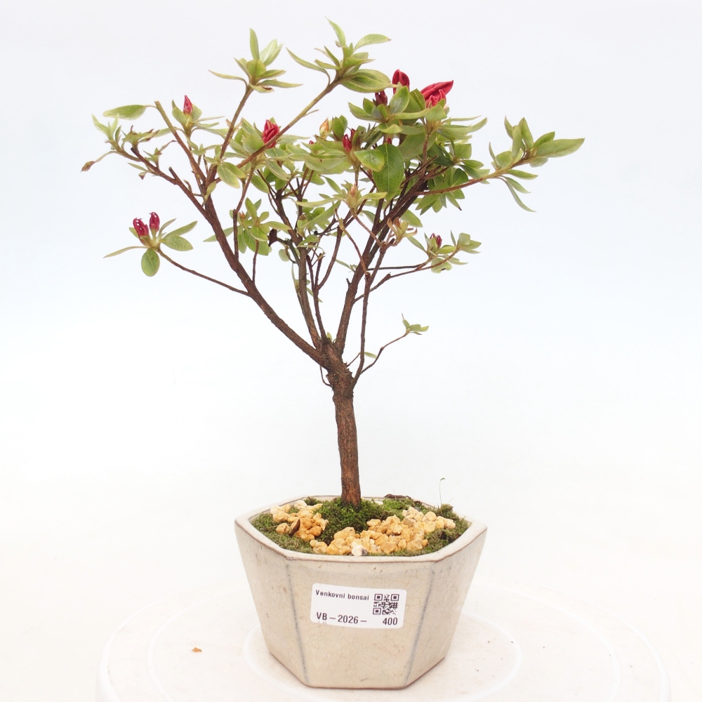 Outdoor bonsai - Azalia japońska - Azalea sp.