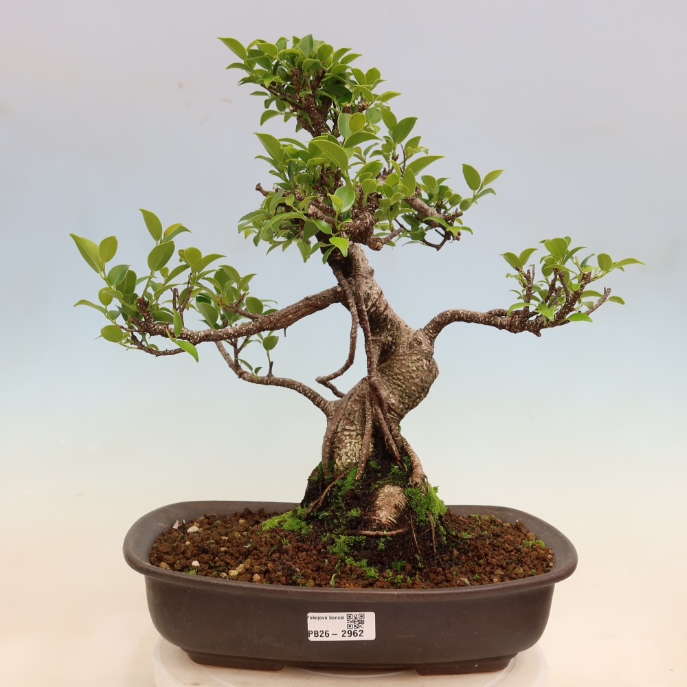 Pokój bonsai - Ficus kimmen - figowiec drobnolistny