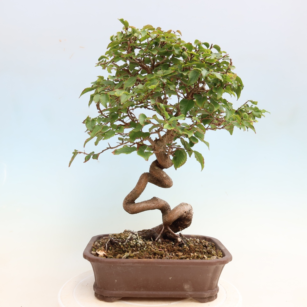 Outdoor bonsai - Carpinus CARPINOIDES - grab koreański