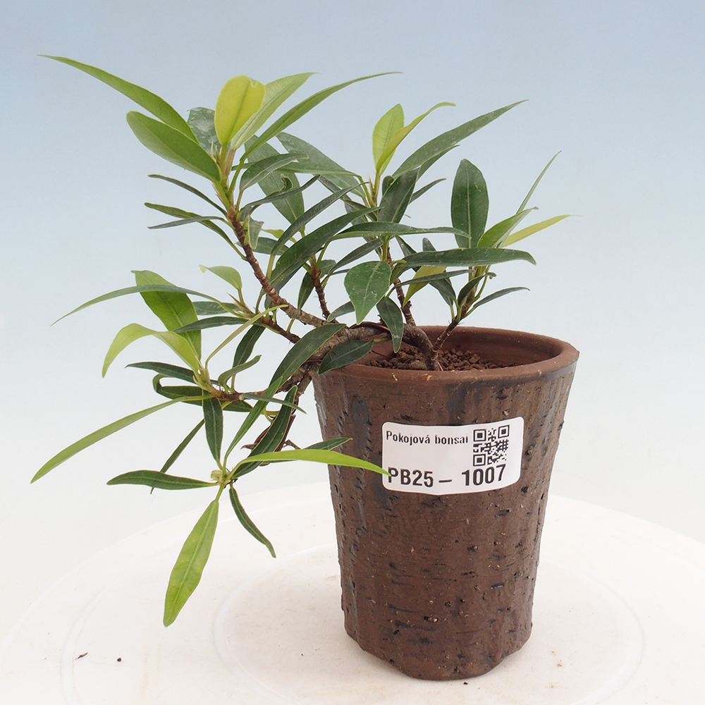Bonsai wewnętrzne - Ficus nerifolia - figowiec drobnolistny