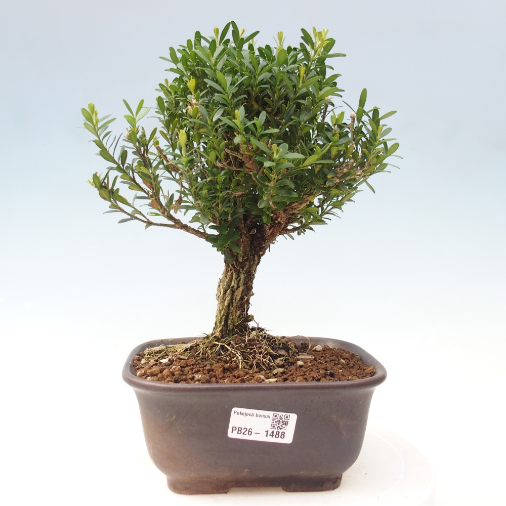 Pokój bonsai - Buxus harlandii - buxus korkowy