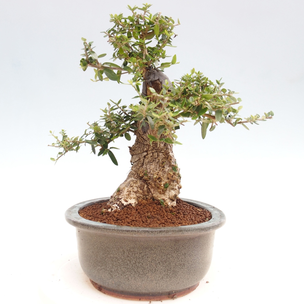 Kryte bonsai - Olea europaea sylvestris - Europejska oliwa z małych liści