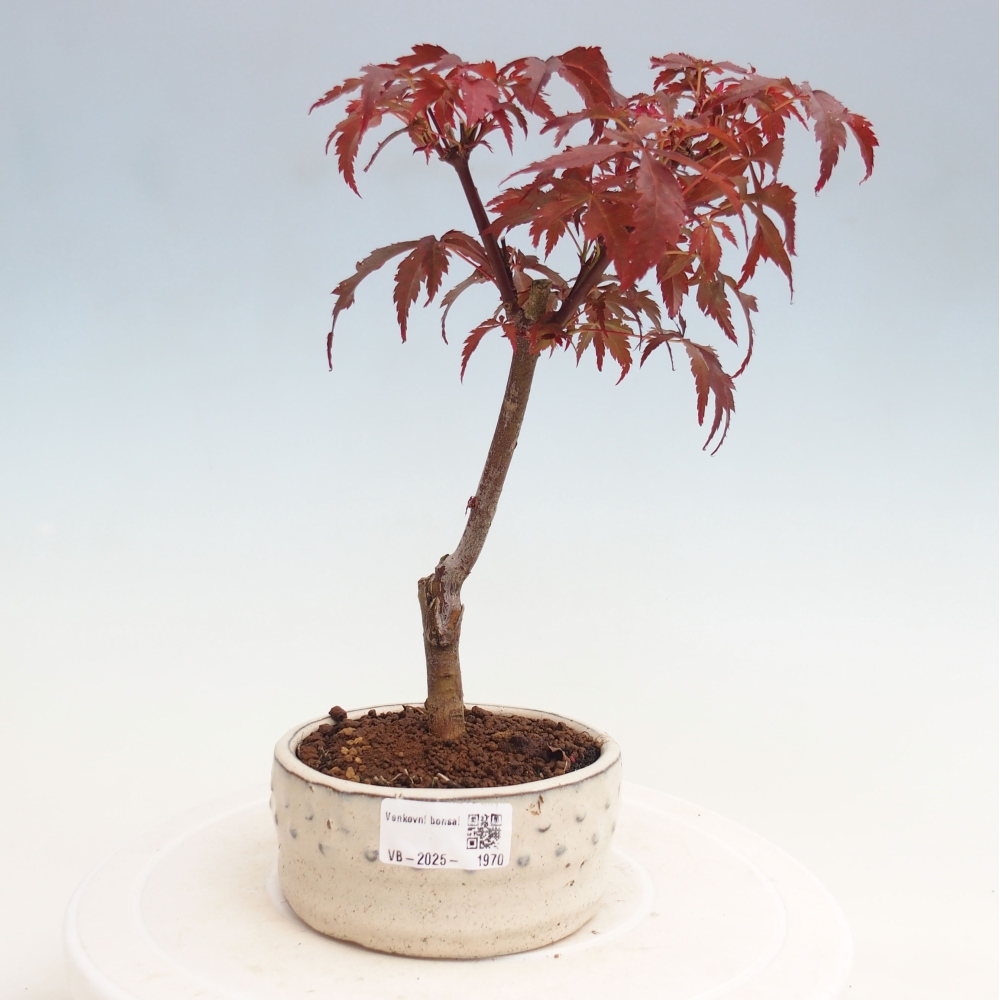 Bonsai zewnętrzne - palma Acer. Klon Atropurpureum-Palmleaf