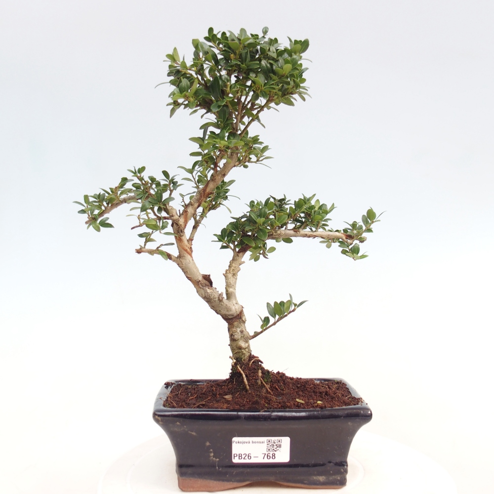 Bonsai wewnętrzne - Ilex crenata - Holly