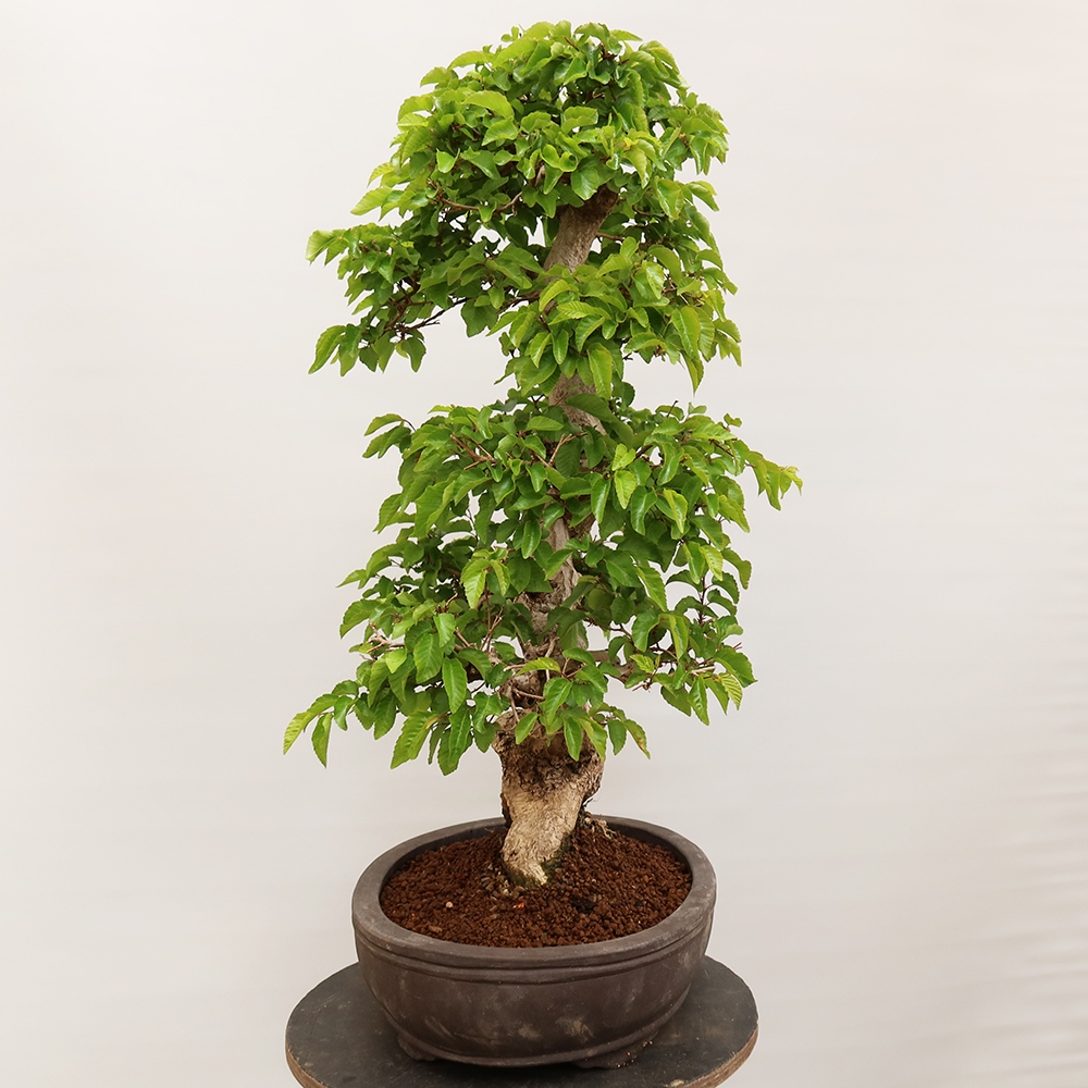Bonsai plenerowe - Carpinus Coreana - grab koreański