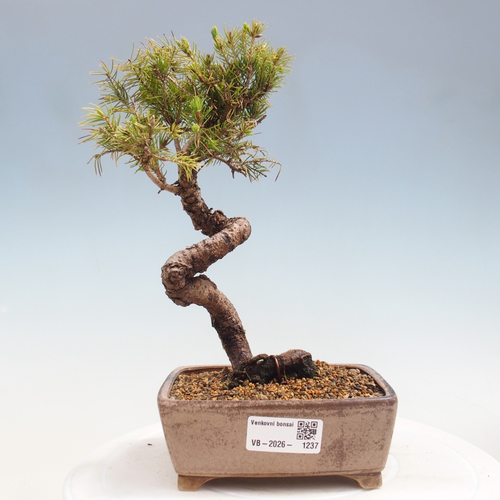 Outdoor bonsai - Świerk pospolity - Picea glauca globe