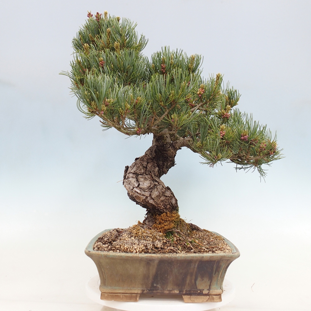 Outdoor bonsai - Pinus parviflora - Pinus parviflora
