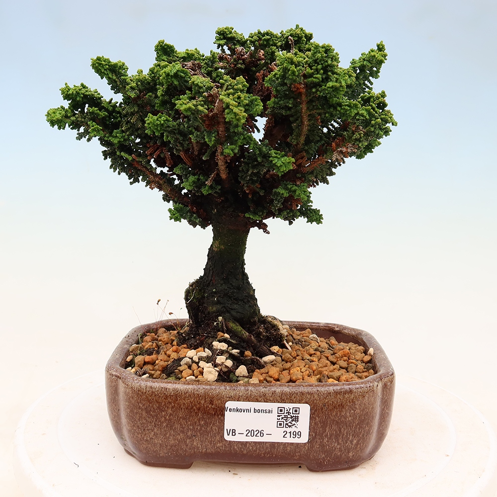 Bonsai zewnętrzne - Cham. obtusa SEKKA HINOKI - Cyprys