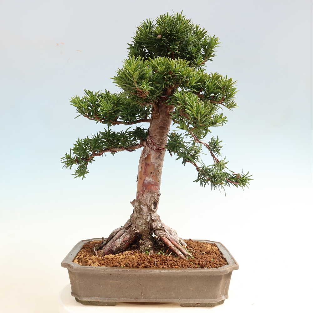 Bonsai ogrodowe – Taxus cuspidata – cis japoński