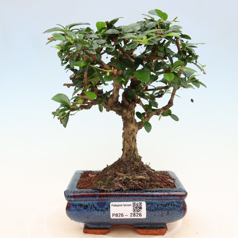 Bonsai pokojowe - Carmona macrophylla - Tea fuki
