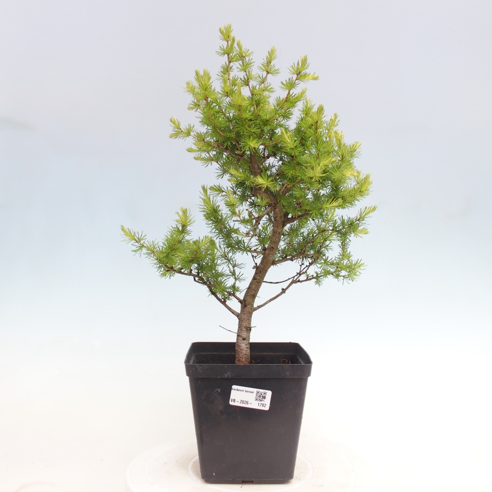 Bonsai zewnętrzne - Larix decidua - Modrzew