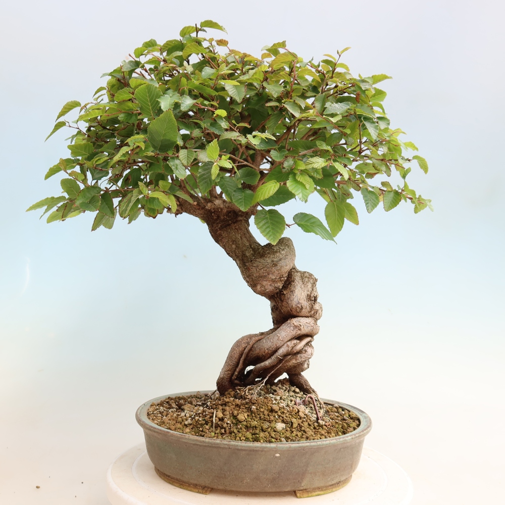 Outdoor bonsai - Carpinus CARPINOIDES - grab koreański
