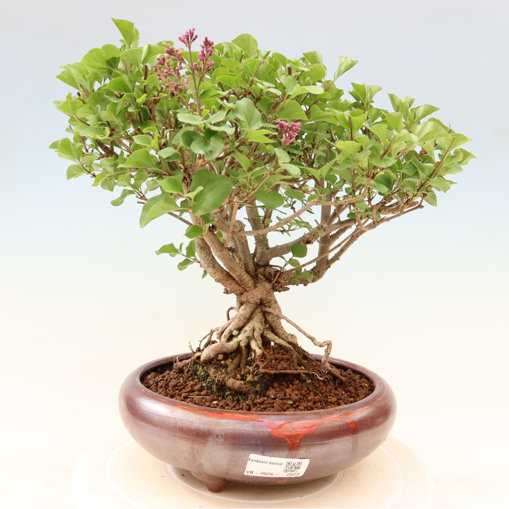 Outdoor bonsai - Syringa microphylla - liliowiec drobnokwiatowy