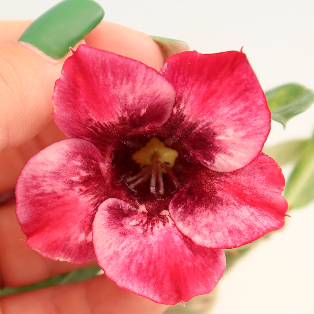 Bonsai pokojowe – Adenium obesum szczepione odmianą Mumbai Pink Diamond – Róża pustynna