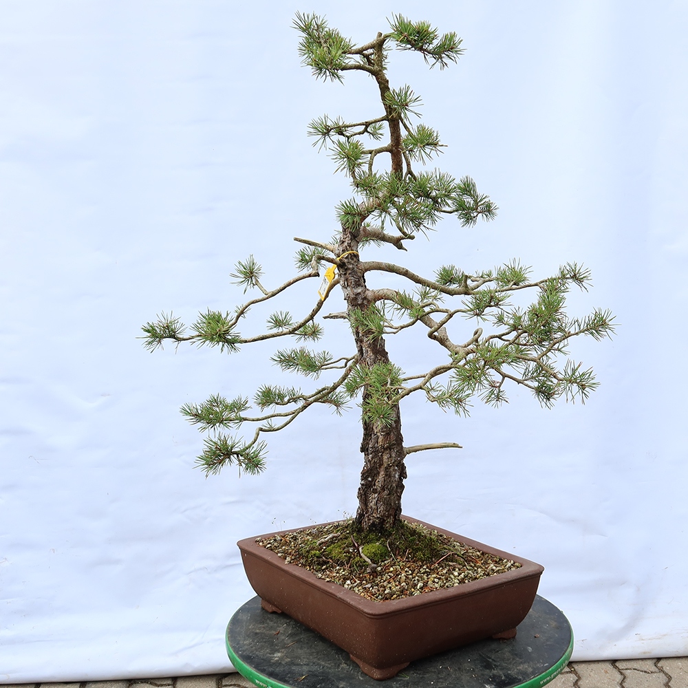 Pinus sylvestris Hiszpania – sosna zwyczajna