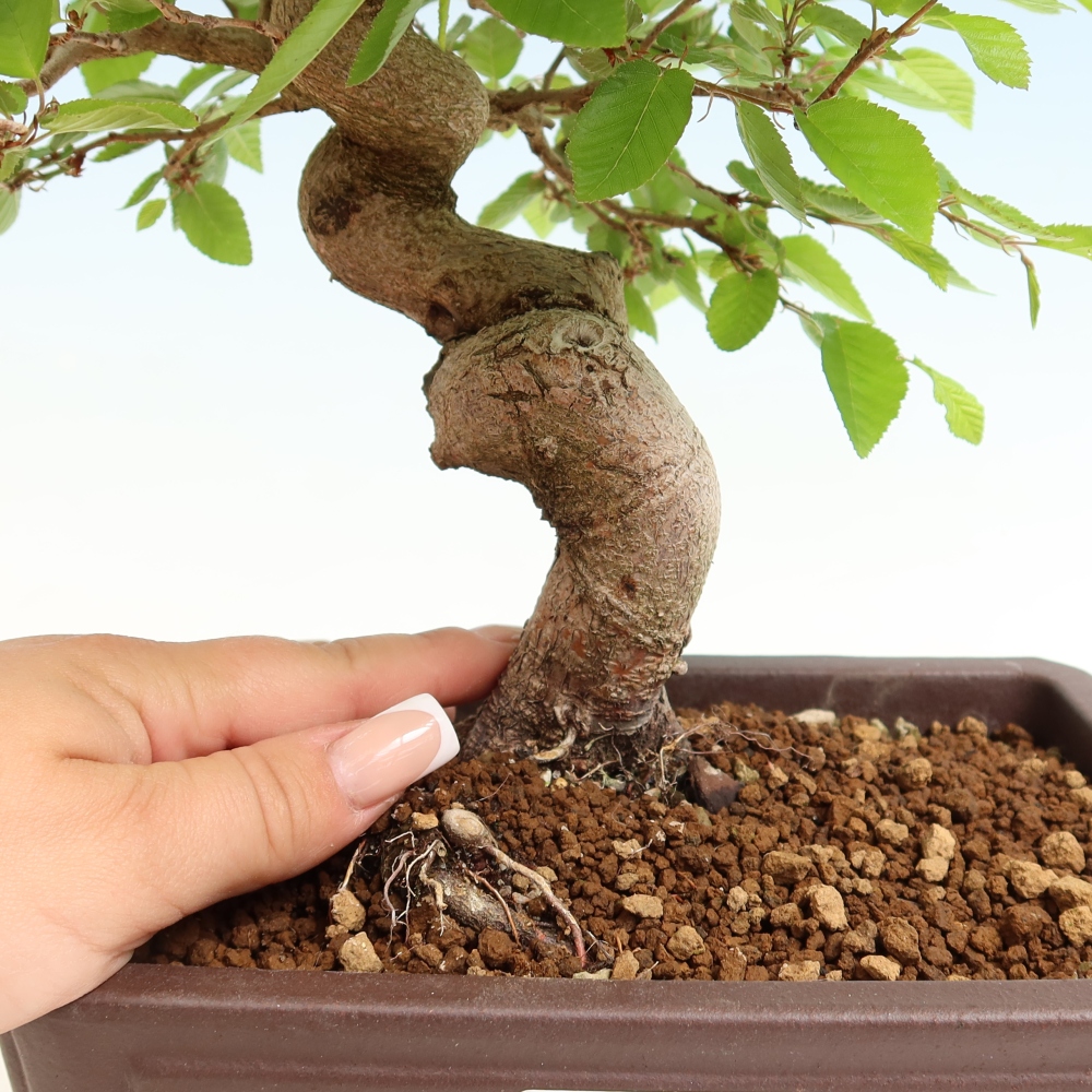 Outdoor bonsai - Carpinus coreana - grab koreański