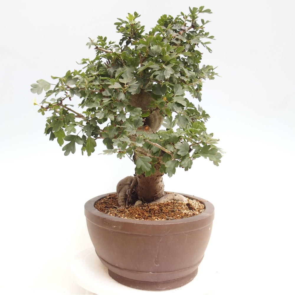 Bonsai zewnętrzne - Głóg różowy, pełnokwiatowy - Crataegus 