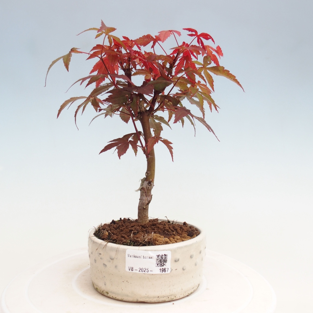 Bonsai zewnętrzne - palma Acer. Klon Atropurpureum-Palmleaf