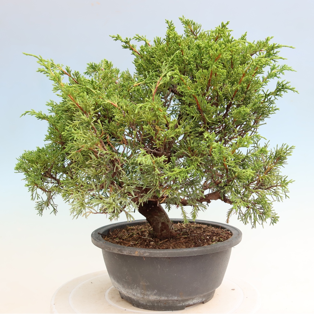 Bonsai ogrodowe – Juniperus chinensis Itoigawa – jałowiec chiński