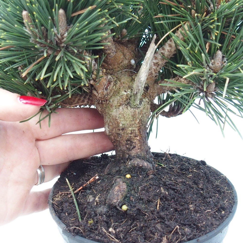 Outdoor bonsai - Pinus thunbergii senjyumaru - Sosna Thunberga