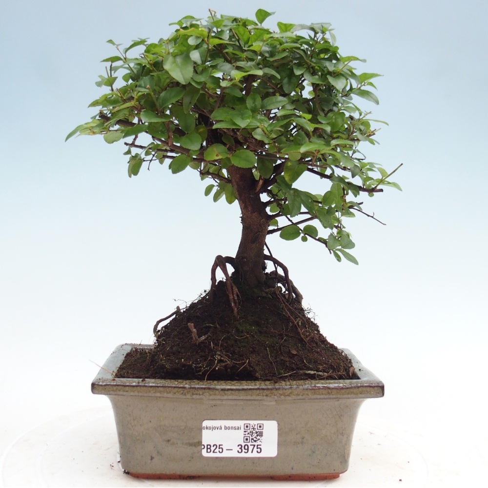 Bonsai pokojowe - Sageretia thea - Sageretia thea