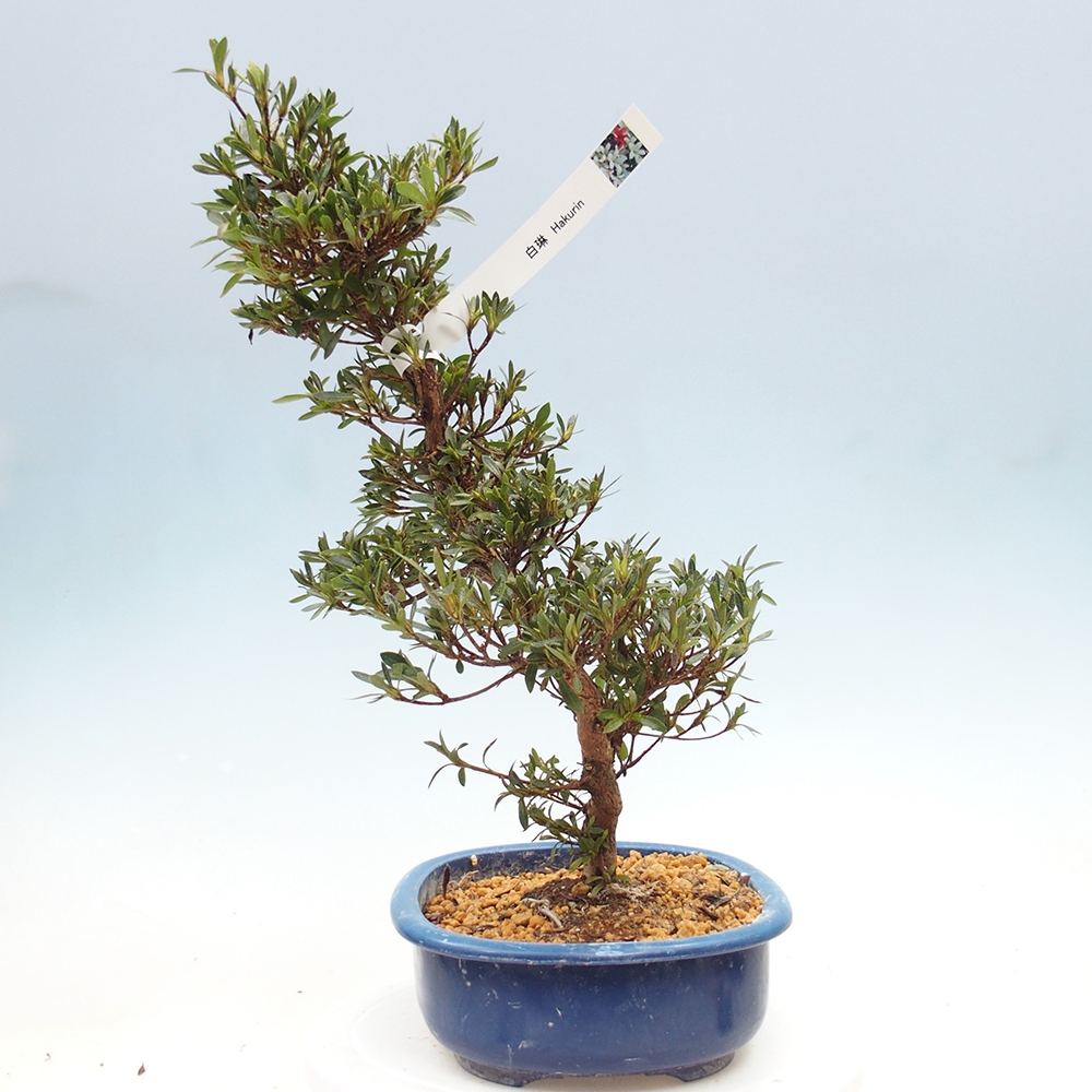 Bonsai zewnętrzne - Azalia japońska - Azalia Hakurin