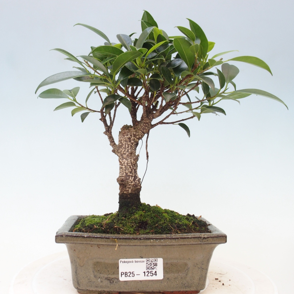 Bonsai wewnętrzne - Ficus retusa - figowiec drobnolistny