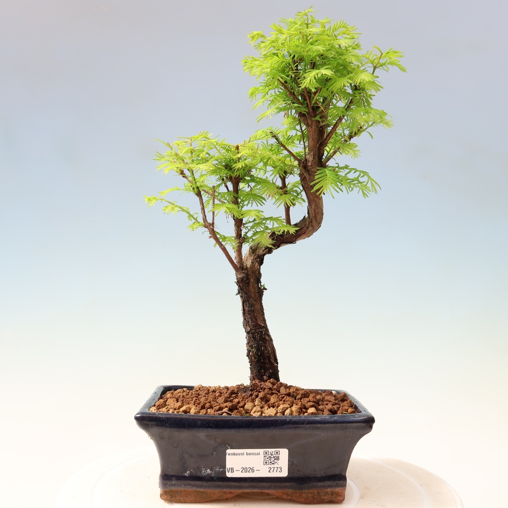 Outdoor bonsai - Metasequoia glyptostroboides - Metasekwoja chińska
