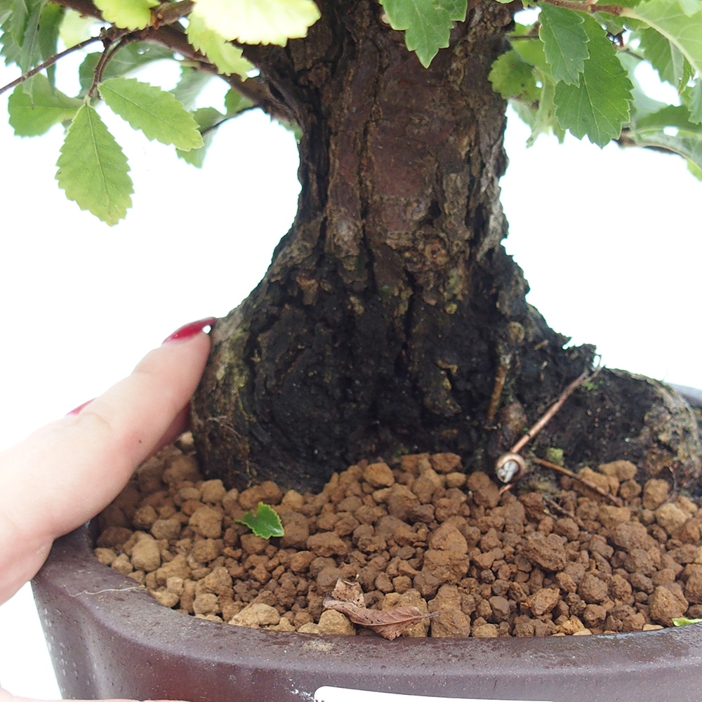 Bonsai na zewnątrz - Zelkova - Zelkova serrata